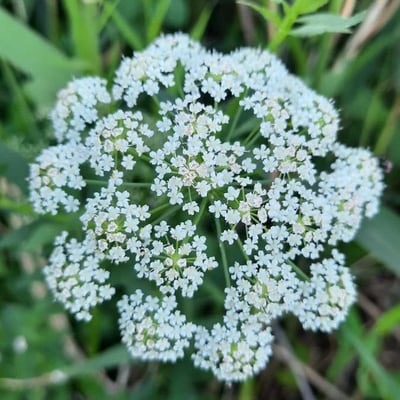 Sium latifolium — flower