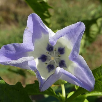 Nicandra physalodes — flower