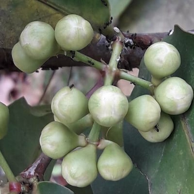 Syzygium samarangense — flower