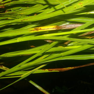 Paspalum plicatulum — leaf