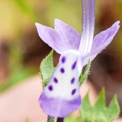 Trichostema dichotomum — flower