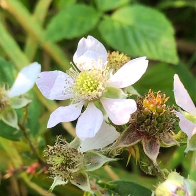 Rubus plicatus — flower