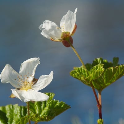 Rubus chamaemorus — flower