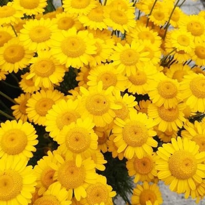 Cota tinctoria — flower