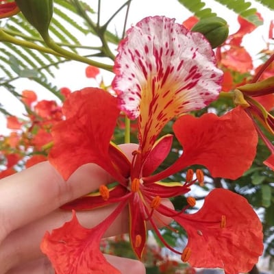 Delonix regia — flower