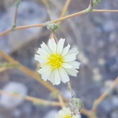 Lactuca serriola — flower