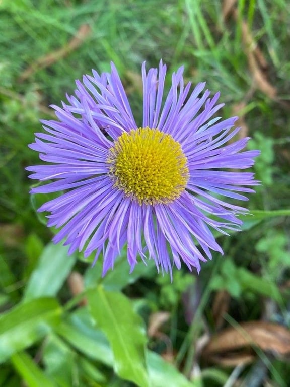 Aspen daisy