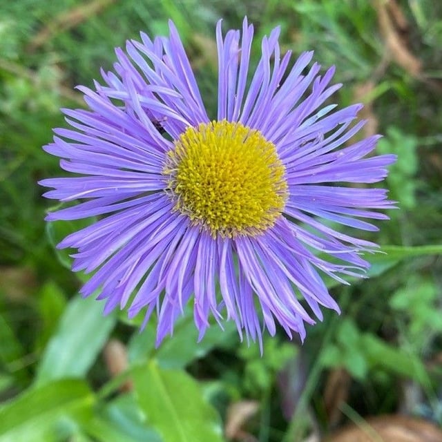 Erigeron speciosus — flower