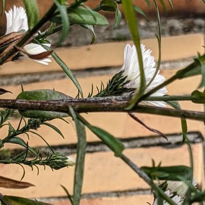 Symphyotrichum pilosum — flower