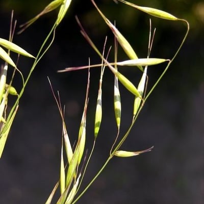 Avena strigosa — flower