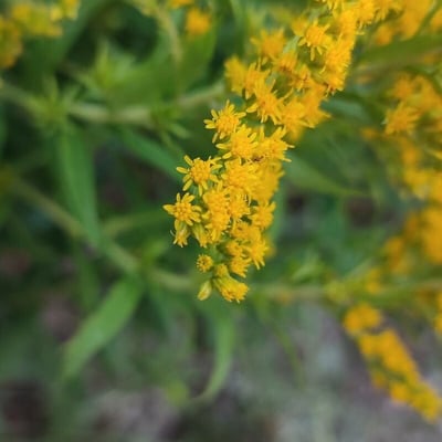 Solidago juncea — flower