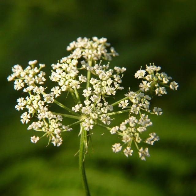 Oenanthe lachenalii — flower