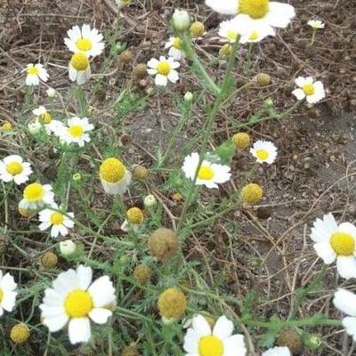 Chamaemelum nobile — flower