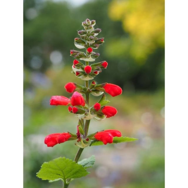 Salvia coccinea — flower