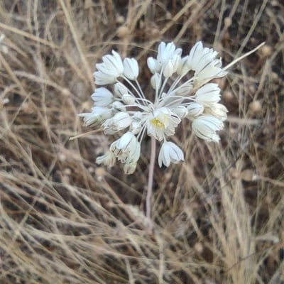 Allium paniculatum — flower
