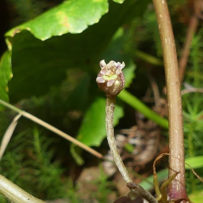 Centella asiatica — flower