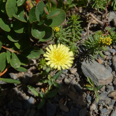 Pilosella peleteriana — flower