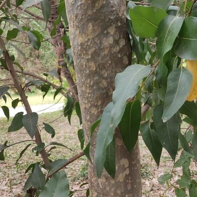 Corymbia maculata — bark