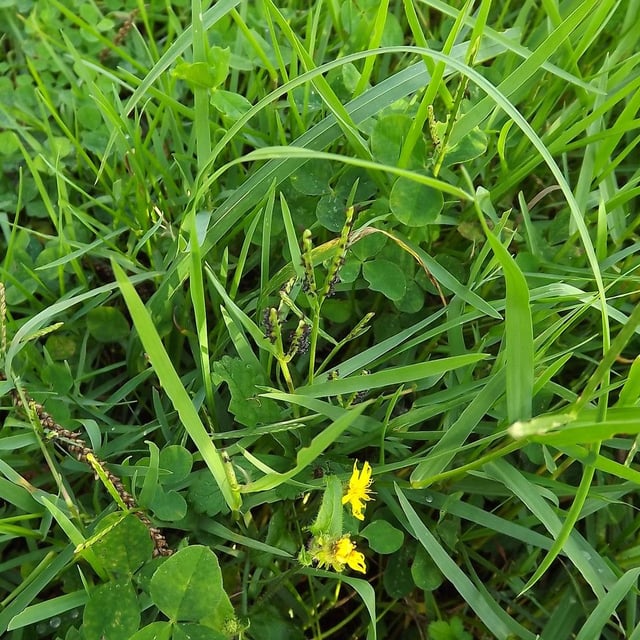 Paspalum distichum — flower