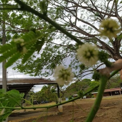 Enterolobium cyclocarpum — flower