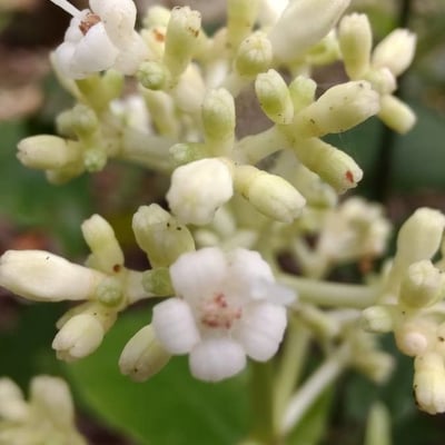 Psychotria carthagenensis — flower