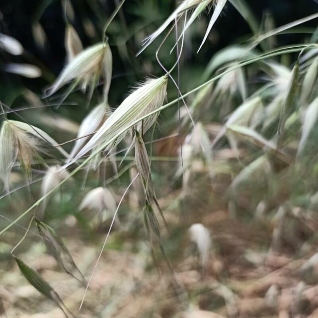 Avena barbata — flower