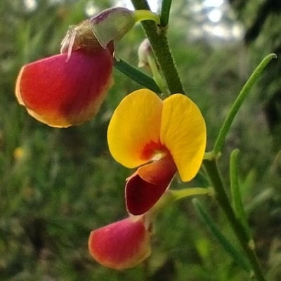 Bossiaea heterophylla — flower