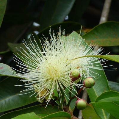 Syzygium jambos — flower