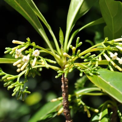 Antirhea borbonica — flower