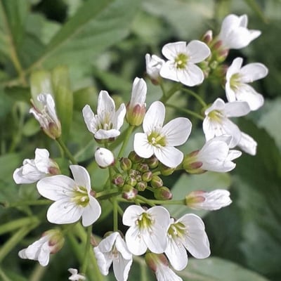 Nasturtium officinale — flower