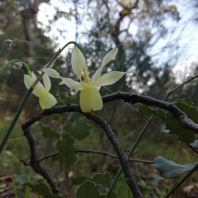 Narcissus triandrus — flower