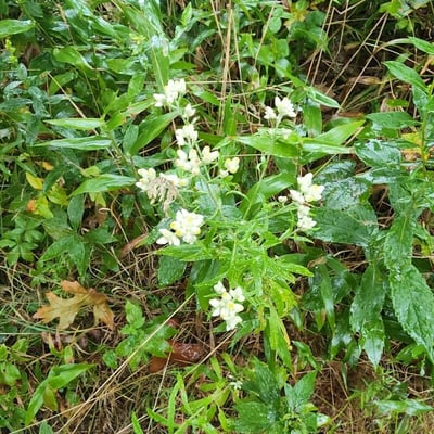 Pseudognaphalium californicum — flower