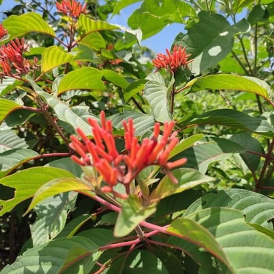 Hamelia patens — flower