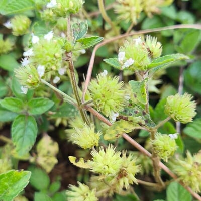 Hyptis atrorubens — flower