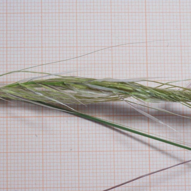 Stipa capensis — flower