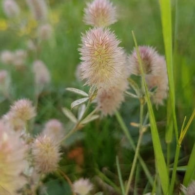 Trifolium arvense — flower