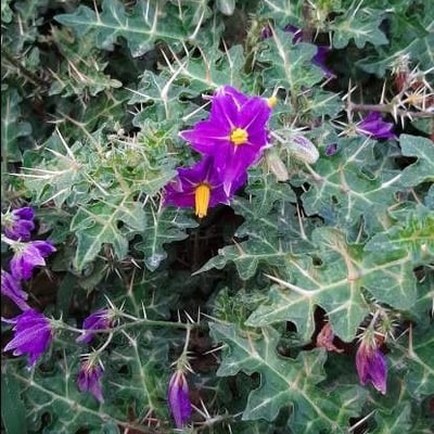 Solanum virginianum — flower