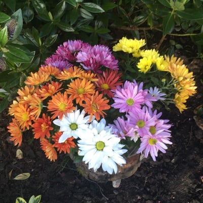 Chrysanthemum indicum — flower