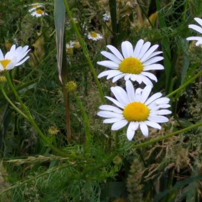 Tripleurospermum inodorum — flower