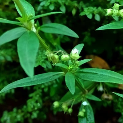 Oldenlandia corymbosa — flower