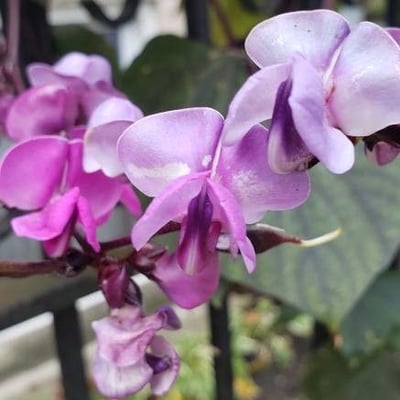 Lablab purpureus — flower