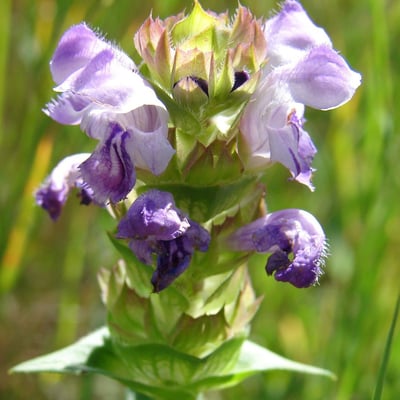 Prunella hyssopifolia — flower