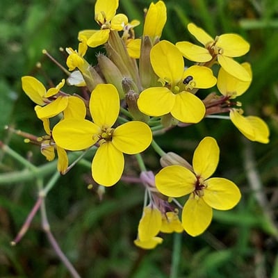 Coincya monensis — flower