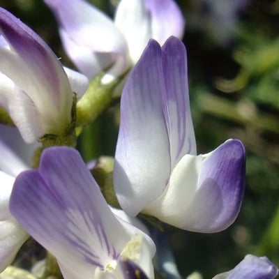 Astragalus alpinus — flower