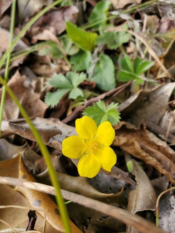 Common cinquefoil