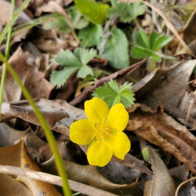 Potentilla canadensis — flower