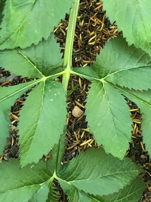 Dahurian angelica