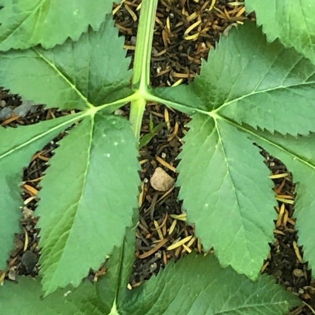Dahurian angelica