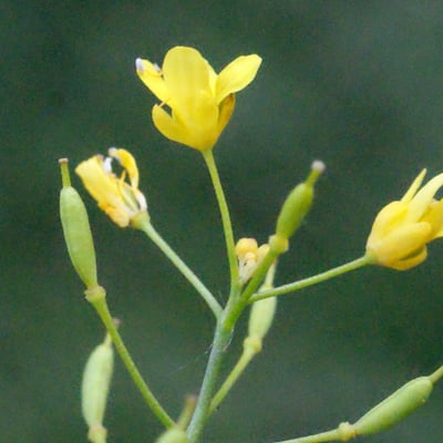 Rorippa pyrenaica — flower