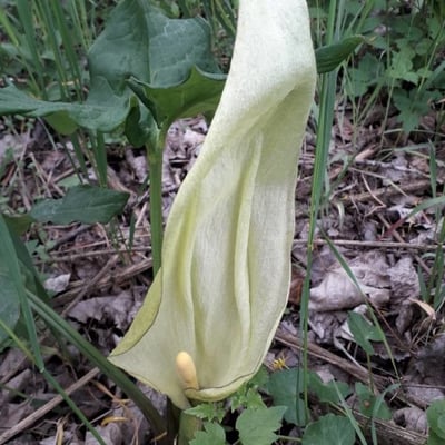 Arum italicum — flower
